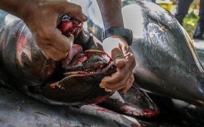 Protestas en Mauricio por manejo del desastre ambiental