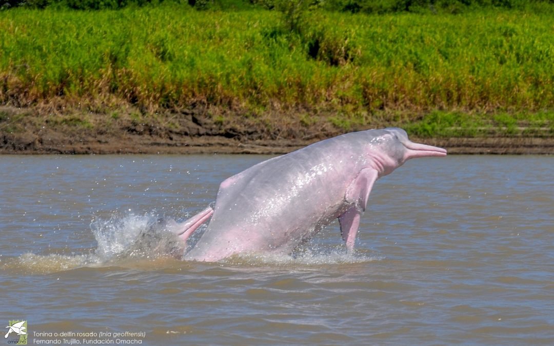 Colombia acogerá llamado global para conservar los delfines de río