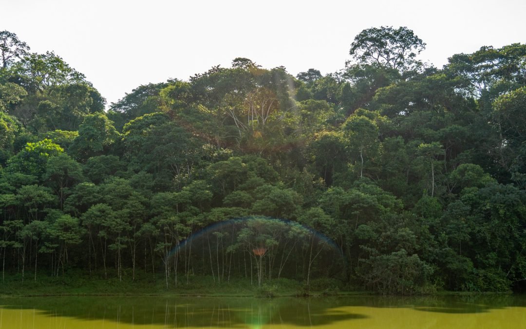 Alertas tempranas muestran reducción del 70% en deforestación de Colombia