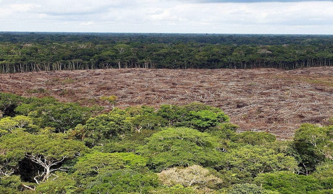 Deforestación de la Amazonía colombiana, en alza