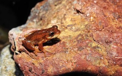 Con plan de manejo de fauna protegen en Medellín rana endémica