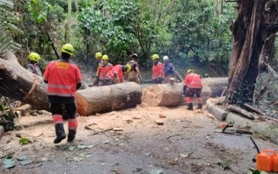 Dagrd y Bomberos Medellín han atendido 394 desplomes de árboles por lluvias