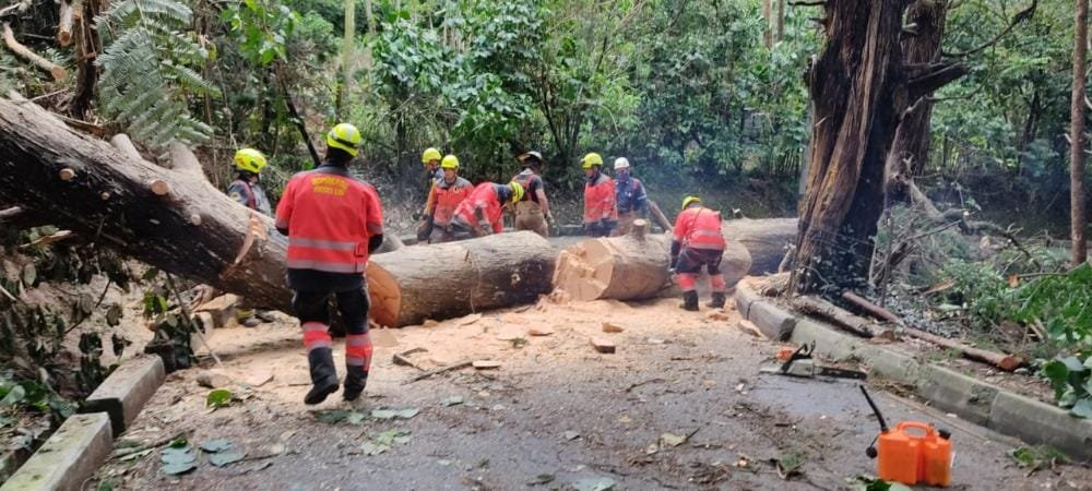 Dagrd y Bomberos Medellín han atendido 394 desplomes de árboles por lluvias