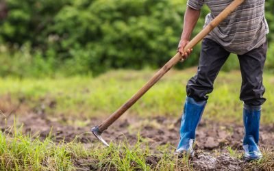 Heladas y créditos ‘ahogan’ a los campesinos y agricultores