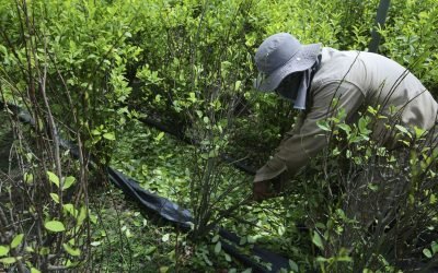 Colombia advierte «desaceleración» en cultivos de coca, pese a llegar a máximo histórico