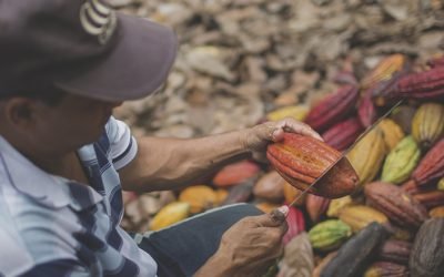 Nueve muestras de cacao representarán a Colombia en los International Cocoa Awards 2023