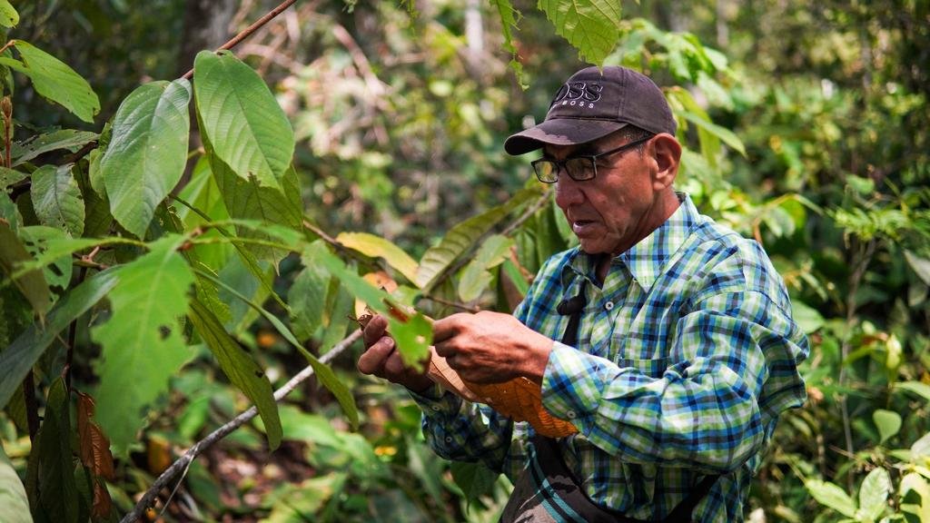 Copoazú: Ingrediente natural amazónico que fortalece economía en Guaviare.