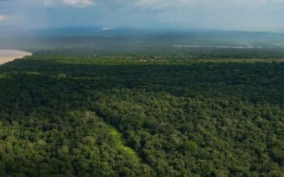 Establecen acuerdos en contra de la deforestación