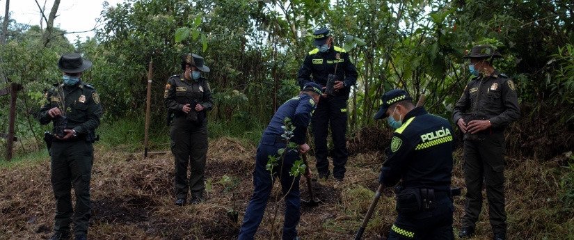 Colombia se propone plantar cuatro millones de árboles