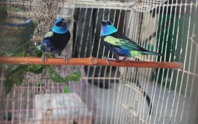 Rescatan a 46 aves víctimas del tráfico de fauna silvestre