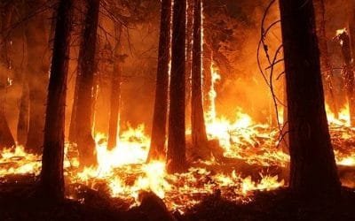 Se dispararon incendios en la Amazonía brasileña