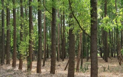Ojo con los mitos: usar papel sí es ecológico