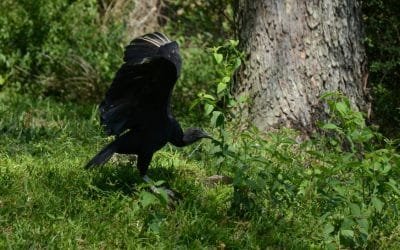 183 animales silvestres volvieron a la libertad