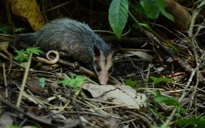 183 animales silvestres volvieron a la libertad