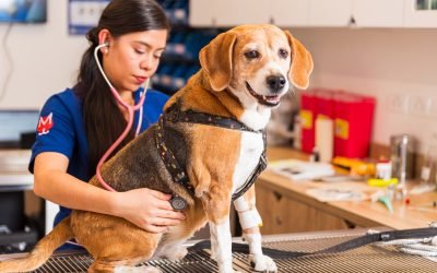 ¿Por qué las mascotas en Colombia viven menos que en otros países?