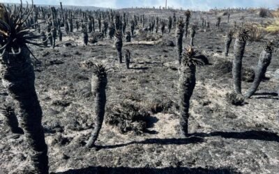 Incendio forestal destruyó más de 40 hectáreas de frailejones en páramo de Berlín