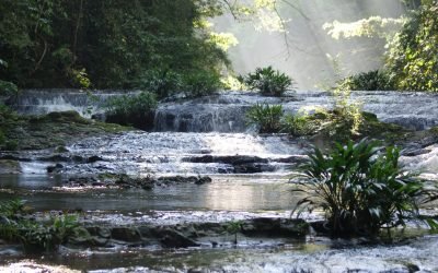 Escuela medioambiental abrió 1.000 cupos para formación virtual y gratuita