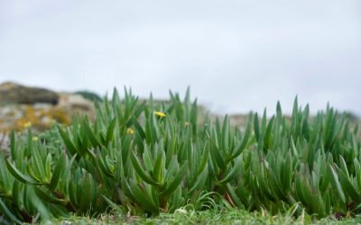 104 especies invasoras de 29 países, incluidas en base de datos sobre impactos de plantas invasoras