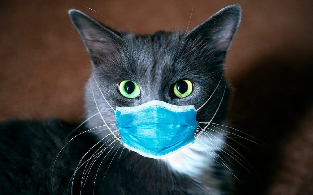 Detectan COVID-19 en un gato de Corea del Sur
