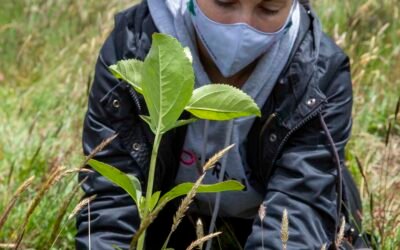 ¿Quiere adoptar un árbol en el mes de la tierra? Así lo puede hacer