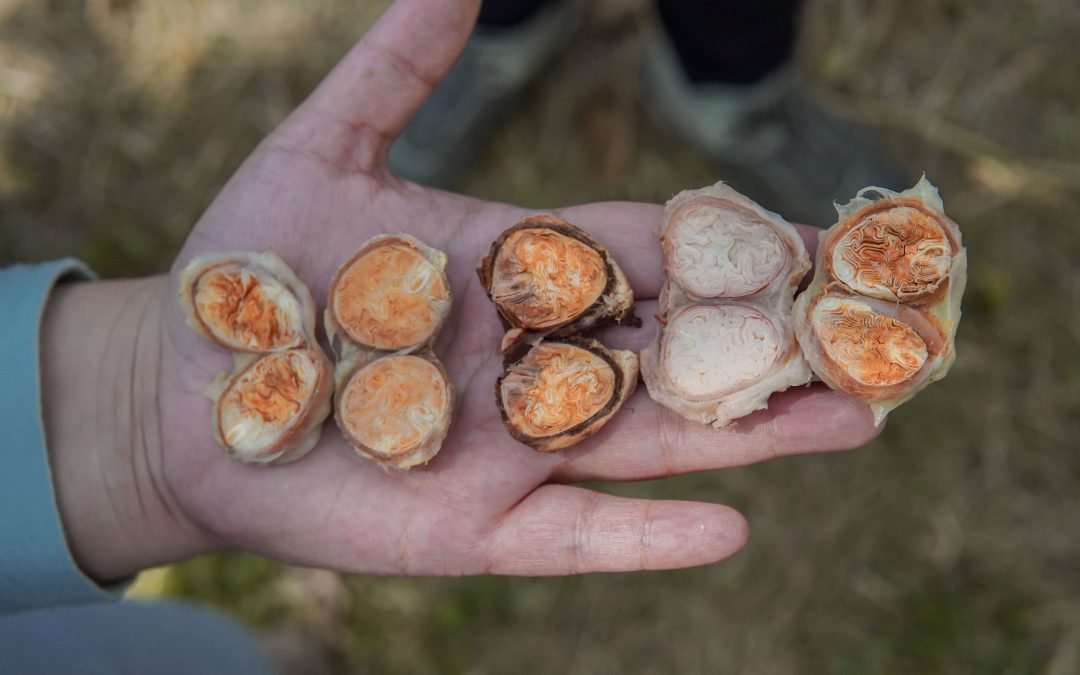 Copoazú: una respuesta para la sostenibilidad ambiental del Caquetá