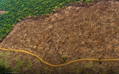 Formulan cargos por vía que generó deforestación en la Amazonía