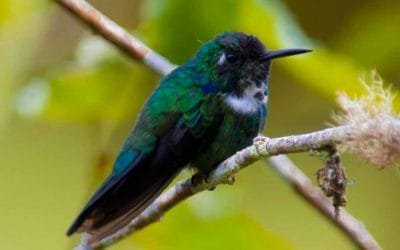 Hay nuevas especies en el Valle de Aburrá, esta es la razón