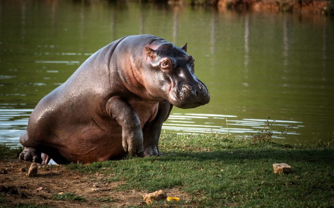 Proponen acciones de manejo de los hipopótamos, en Colombia