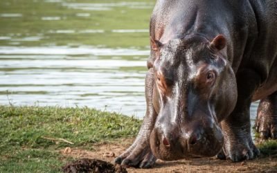 Declaran al hipopótamo especie invasora en Colombia