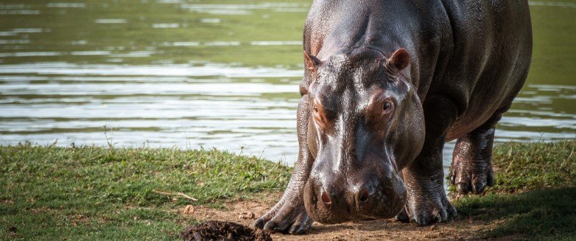 Declaran al hipopótamo especie invasora en Colombia