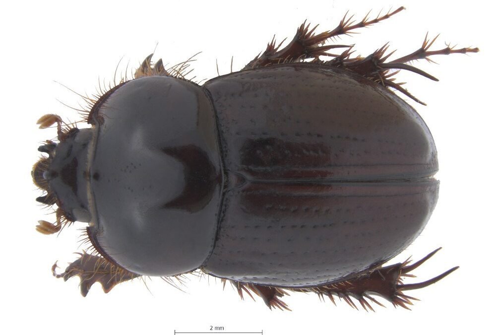 Descubren nueva especie de escarabajo para Colombia