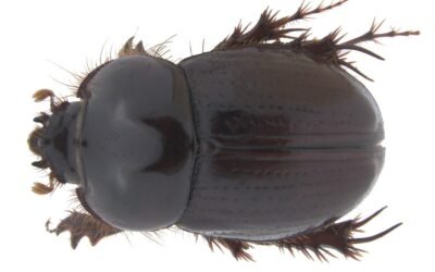 Descubren nueva especie de escarabajo para Colombia