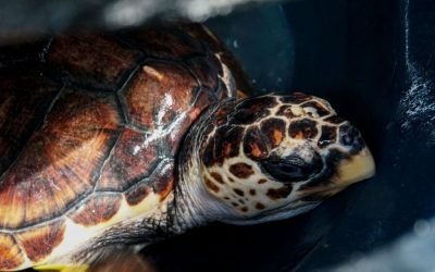 Así son las tortugas marinas que habitan en Colombia