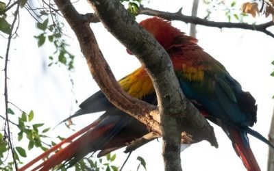 Colombia celebra hoy el Día Nacional de la Vida Silvestre