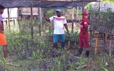 Siembran más de un millón de árboles en el Chocó Biogeográfico