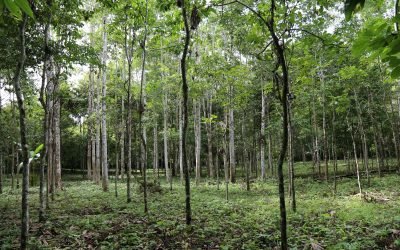 ¿Qué es la restauración ecológica como solución para la Amazonía?