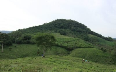 Buscan revertir degradación de bosque en Montes de María