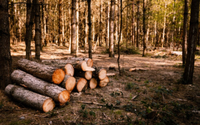 Plantaciones forestales comerciales, claves para la sostenibilidad
