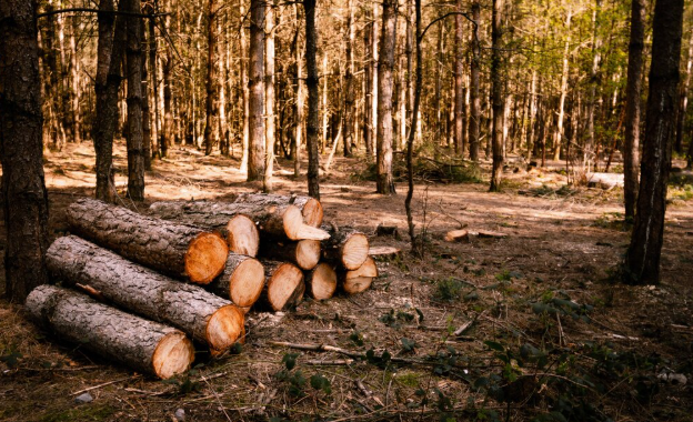 Plantaciones forestales comerciales, claves para la sostenibilidad