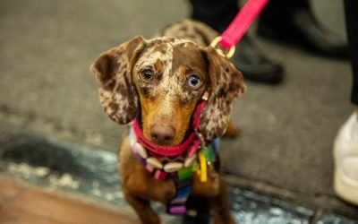 ¿Cuánto gastan los hogares colombianos en mascotas?