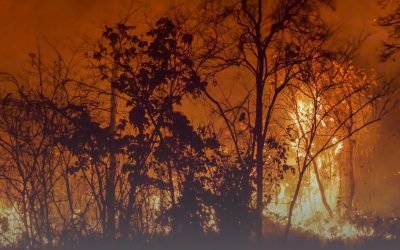 Atención de las autoridades a incendios forestales, en la lupa de la Procuraduría