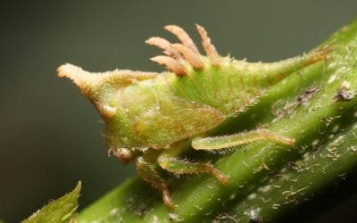 Insecto espina es redescubierto en Medellín