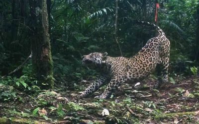 Comunidades locales y firmantes de paz, en pro de jaguares