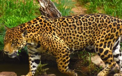 Ofrecen recompensa por responsables de la muerte de dos jaguares