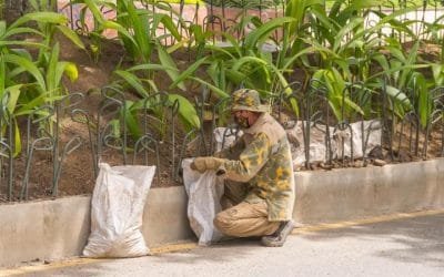 Zonas verdes de Medellín serán cuidadas por expertos del Jardín Botánico