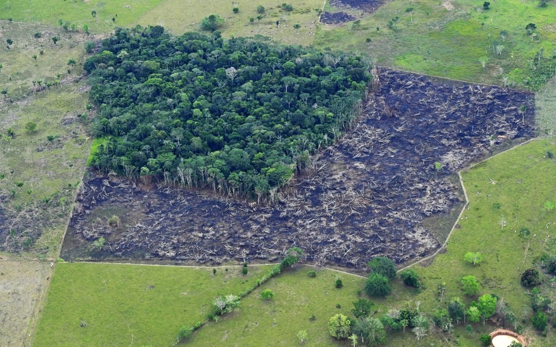 Desarrollo sostenible evitaría deforestación de 3.5 millones de hectáreas