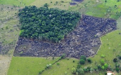 Desarrollo sostenible evitaría deforestación de 3.5 millones de hectáreas