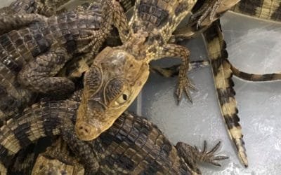 Reptiles incautados por tráfico ilegal volvieron a la libertad