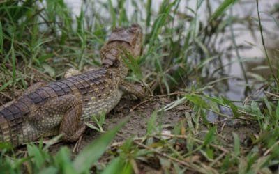 ¡Libres! 64 animales silvestres volvieron a su hábitat en el Bajo Cauca