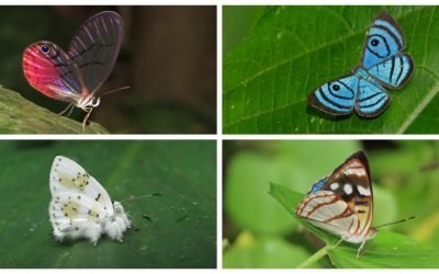 Colombia se ratifica como el país más diverso en mariposas con 3.877 especies